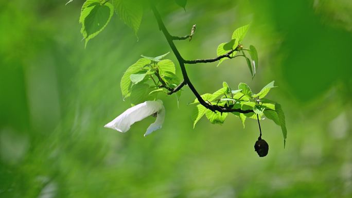 珍稀植物珙桐树开花鸽子花鸽子树