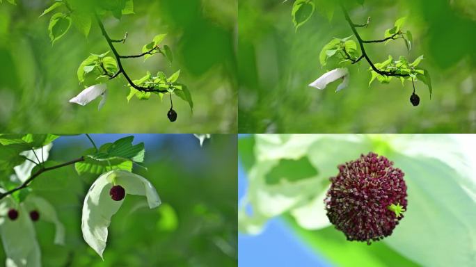 珍稀植物珙桐树开花鸽子花鸽子树