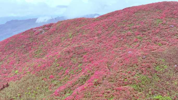 杜鹃花红-云遮雾绕龙泉山（5K)