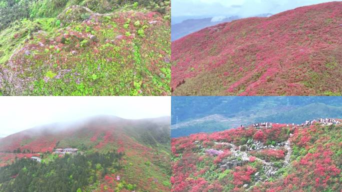 杜鹃花红-云遮雾绕龙泉山（5K)