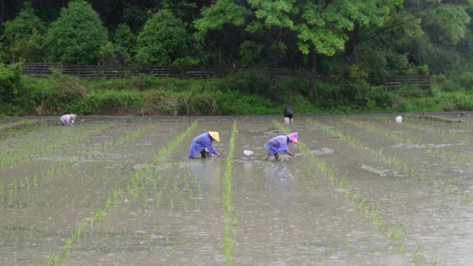 农民在雨中劳作