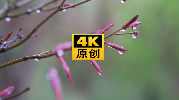 4K 晨露 露珠 露水 植物 嫩叶