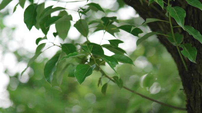 夏天春天树叶榕树