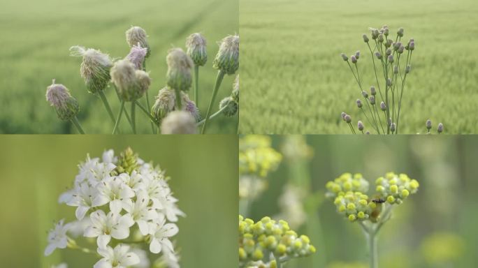 春天多种绿花朵集合 微距特写 唯美