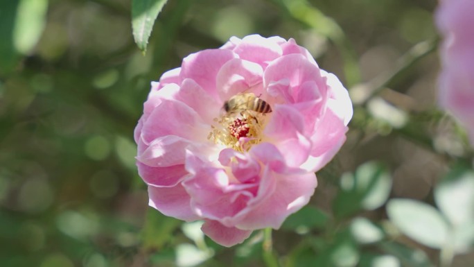 蔷薇 蜜蜂