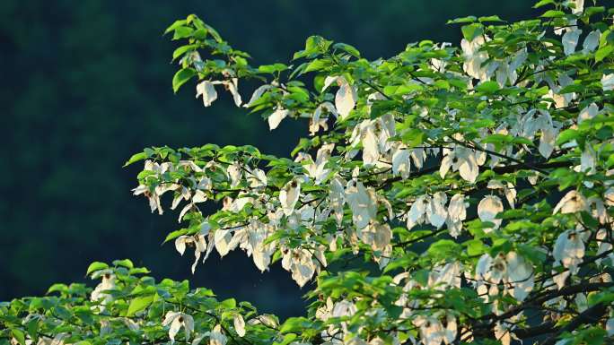 珍稀植物珙桐树开花鸽子花鸽子树