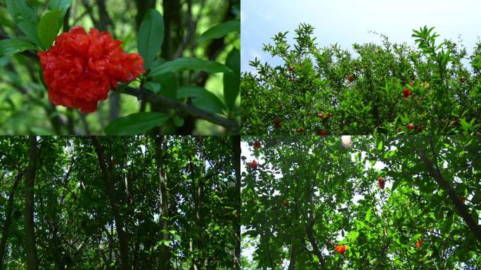 石榴花 石榴花包 红色花