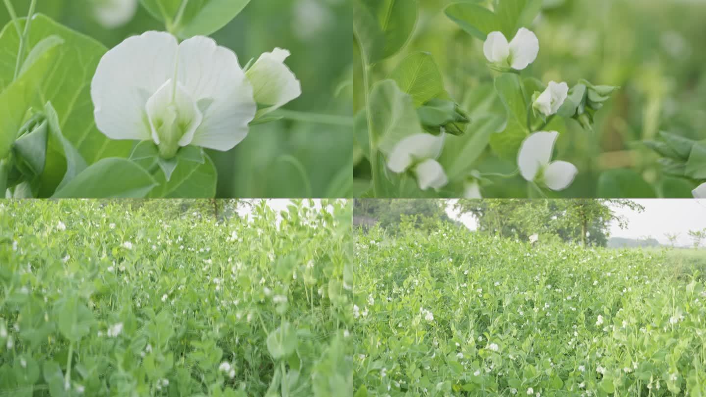 豌豆花 豌豆苗 白色小花特写