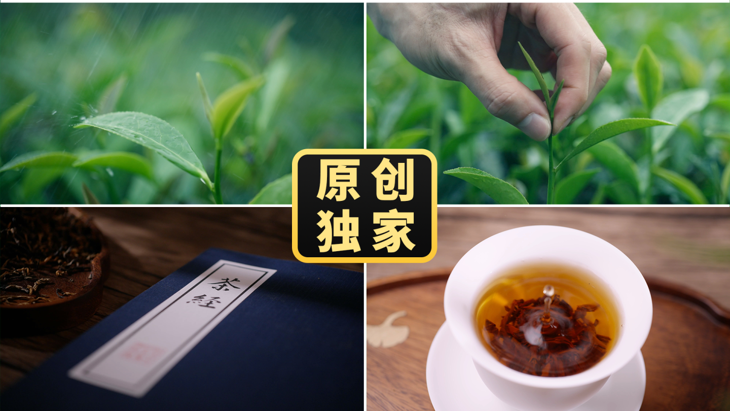 茶采茶茶叶沏茶茶经茶文化红茶高端茶素材