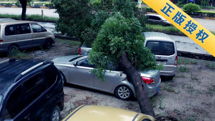 台风天后的受灾城市树倒了车被砸了