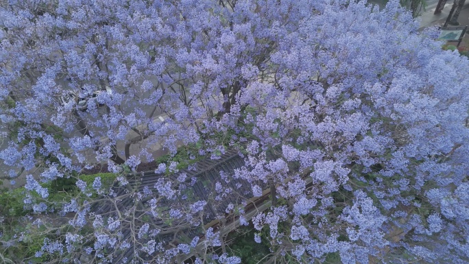 航拍漂亮的蓝花楹