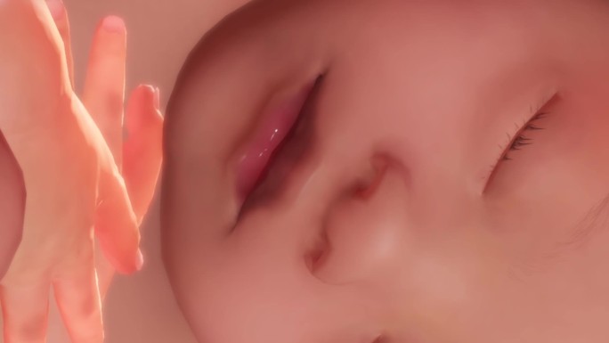 胚胎发育过程35周保护性脂肪牙苞脸颊