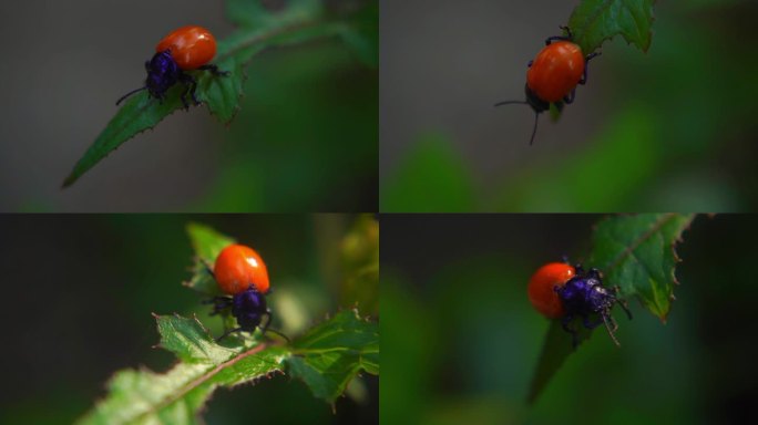 甲虫 甲壳虫 金龟子 七星瓢虫 昆虫微距