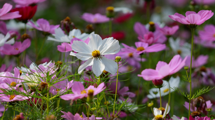 格桑花 蜜蜂采蜜 阳光