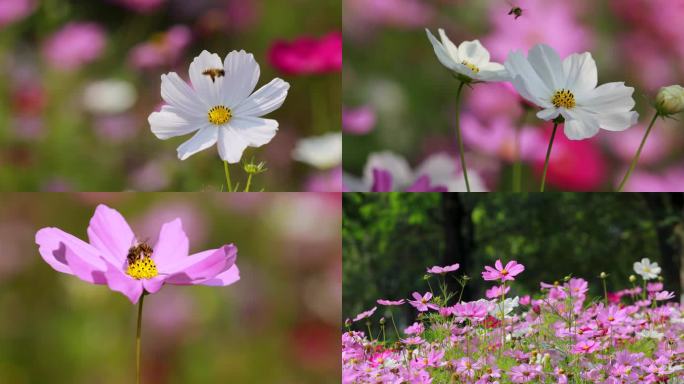 格桑花 蜜蜂采蜜 阳光