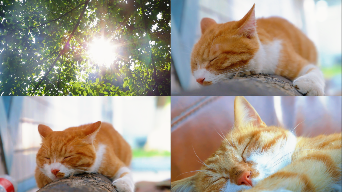 猫咪在树荫下睡觉 治愈 小清新