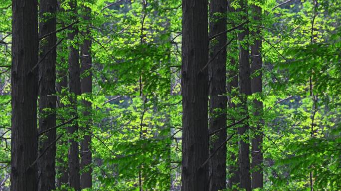 春天阳光穿透生长的水杉林森林树干枝叶