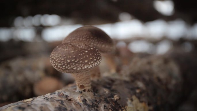 大棚蘑菇种植特写