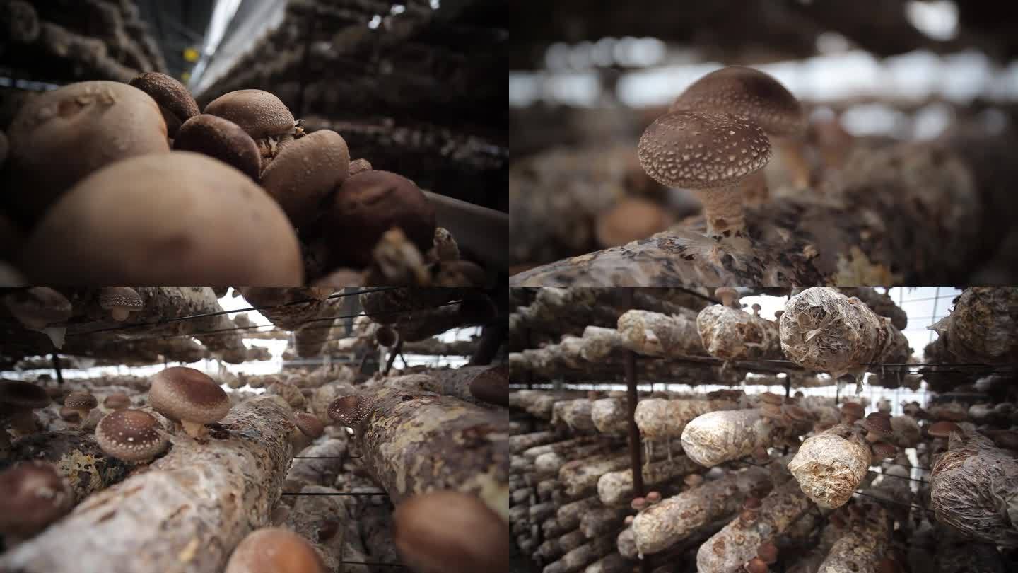 大棚蘑菇种植特写