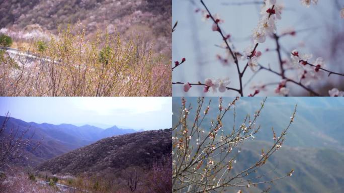 门头沟春天 西山桃花