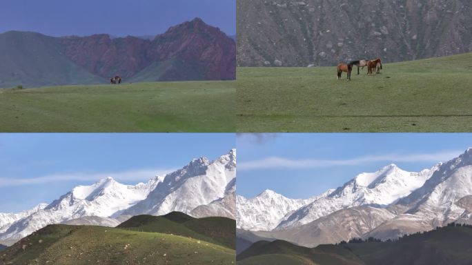 新疆雪山草原伊犁大草原山脊上奔跑的骏马
