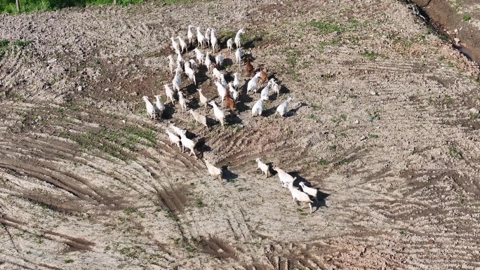 航拍长江滩涂上的山羊群