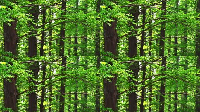 春天阳光穿透生长的水杉林森林树干枝叶