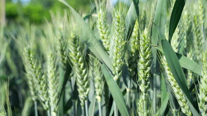 农业生产 田间地头 青麦子 绿色麦田