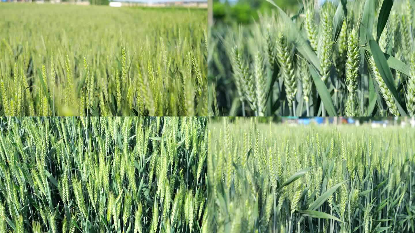 农业生产 田间地头 青麦子 绿色麦田