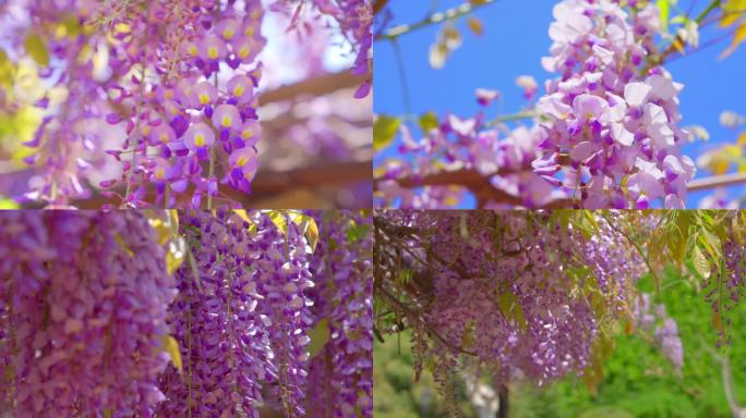 4K 紫藤花