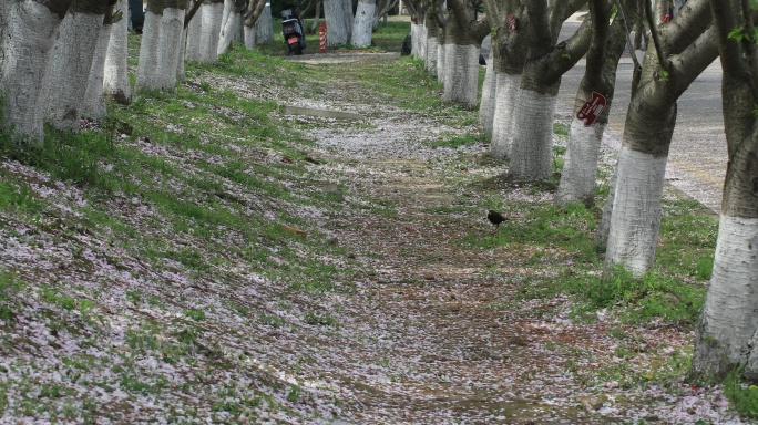 樱花林樱花飘落时节满地落樱苏州大学樱花雨