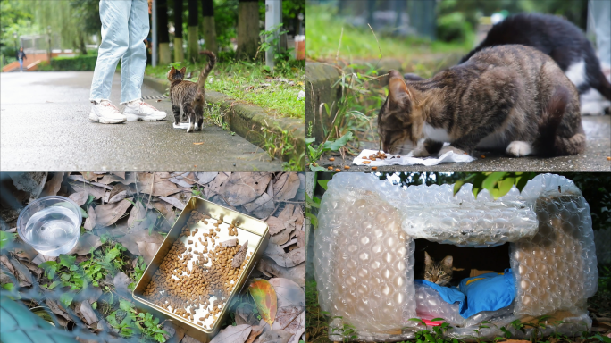 投喂流浪猫 流浪猫窝 爱心