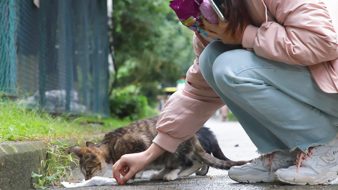 投喂流浪猫 流浪猫窝 爱心