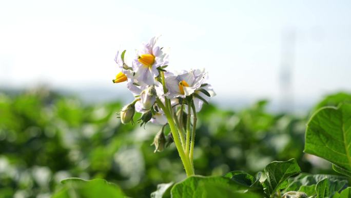 土豆种植 土豆花 蔬菜种植