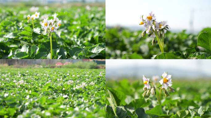 土豆种植 土豆花 蔬菜种植