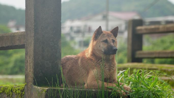 乡村土狗