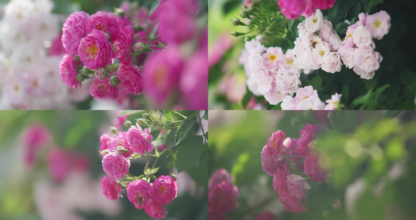 蔷薇花，蜜蜂花，春天