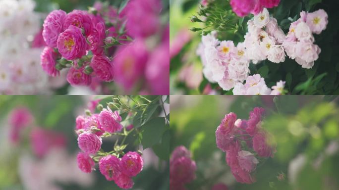 蔷薇花，蜜蜂花，春天