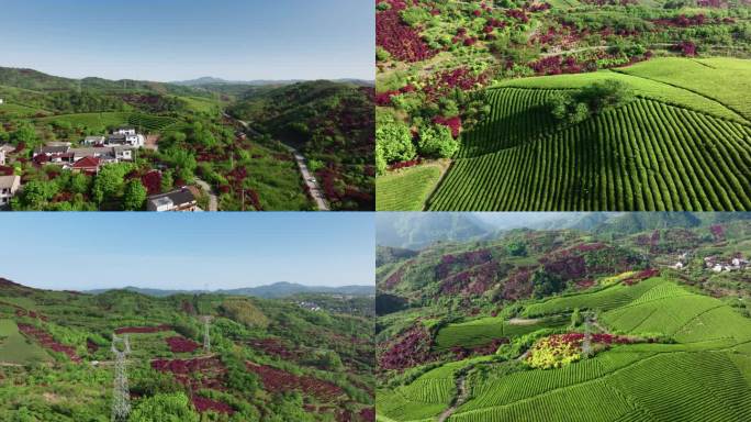 茶园风光航拍茶叶茶山采茶输变电高压电塔