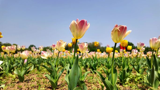 郁金香花春暖花开空镜素材