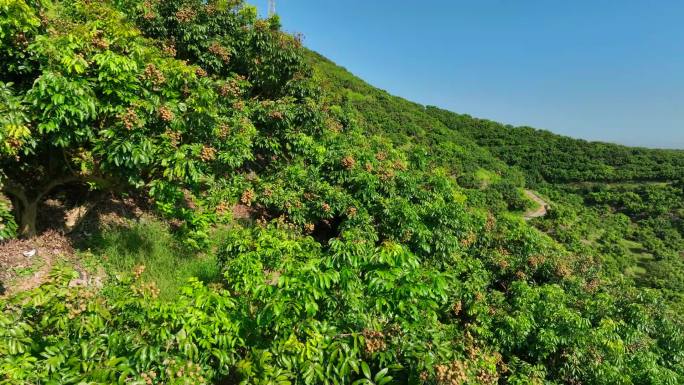 龙眼龙眼种植基地桂圆种植龙眼基地龙眼果园