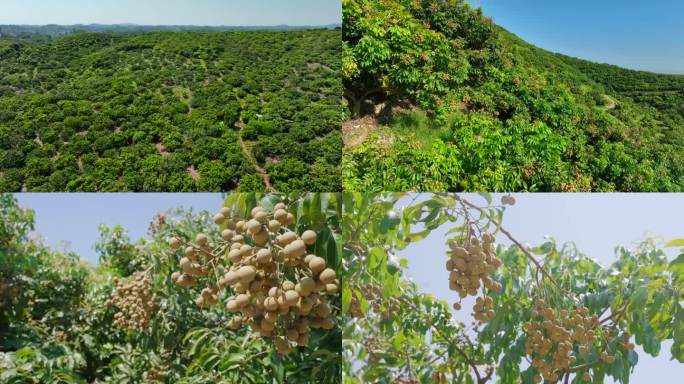 龙眼龙眼种植基地桂圆种植龙眼基地龙眼果园