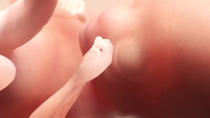 胚胎发育过程12周胎心妊娠早羊水器官指甲