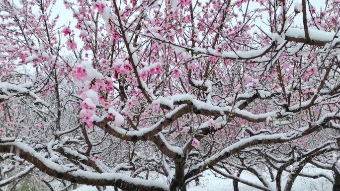 桃花雪