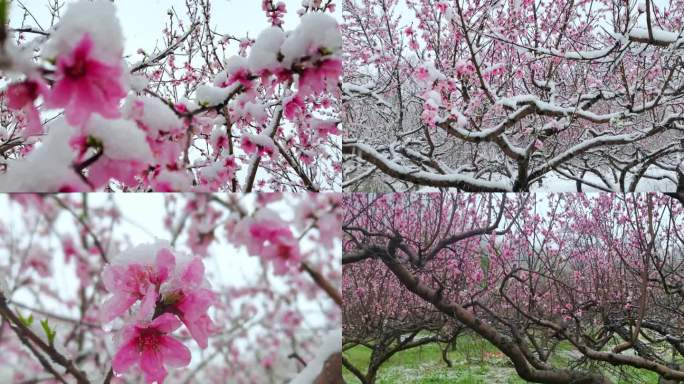 桃花雪