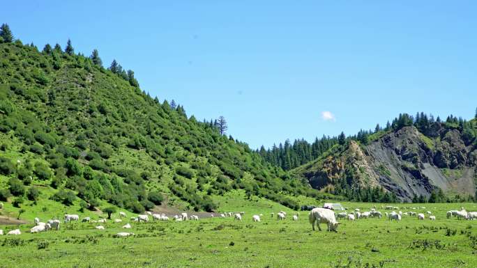 高原油菜花山野白塔祁连山大通河