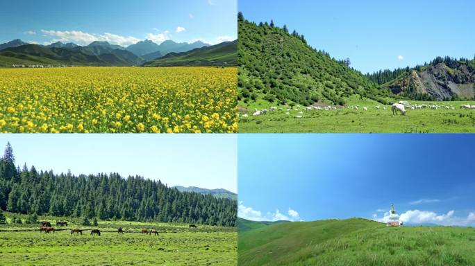 高原油菜花山野白塔祁连山大通河