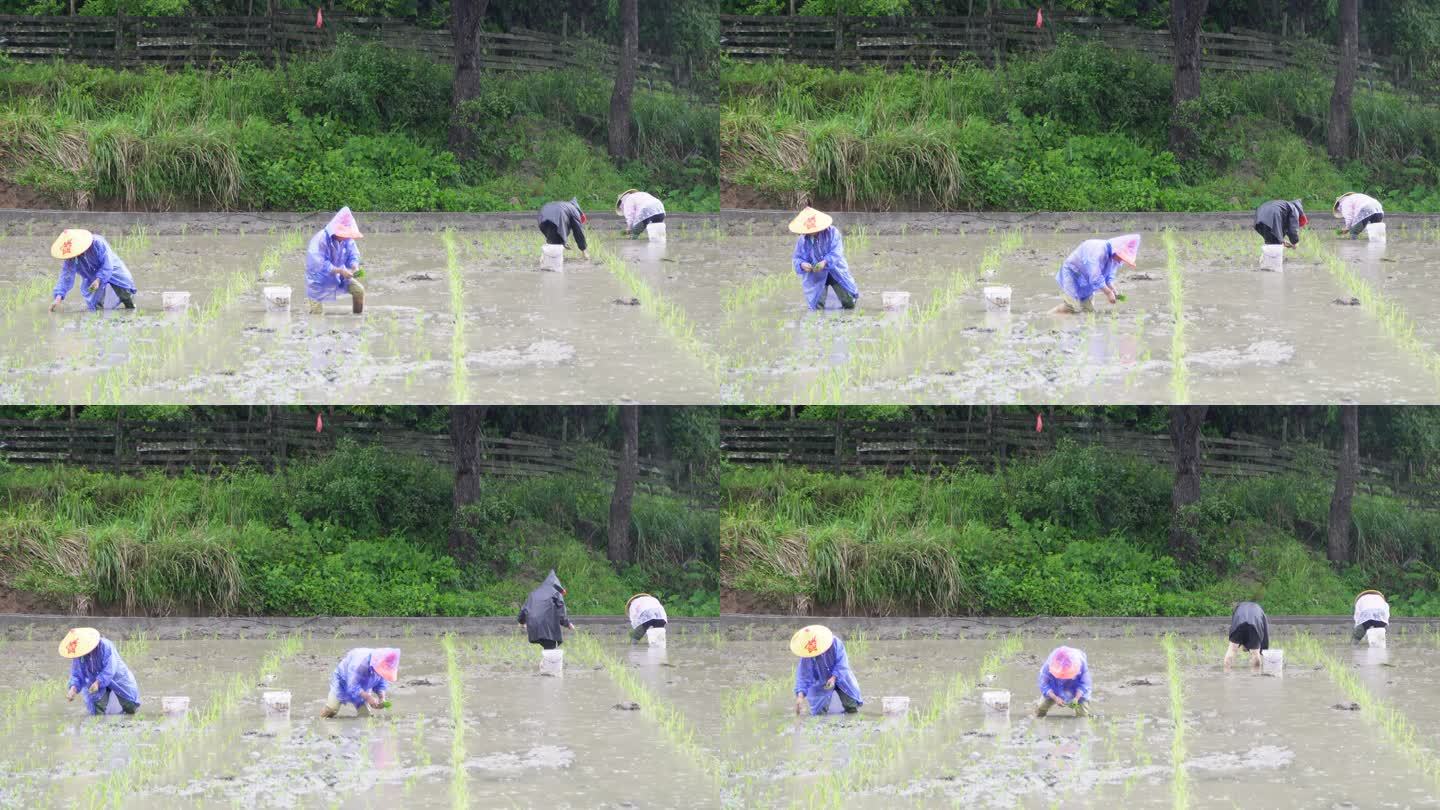 农民在雨中劳作