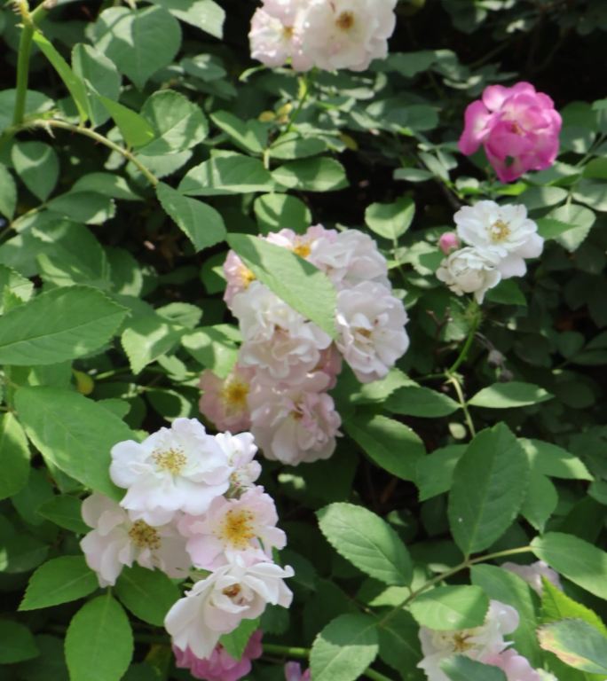 春天夏天鲜花蔷薇花墙风景