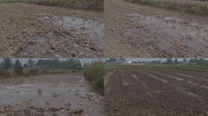 水稻直播田 人工开沟 灌水 大水漫灌稻田